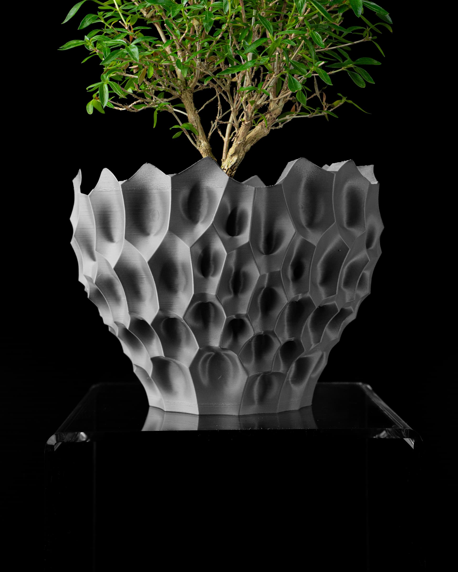 Bane Planter Pot weiß-grau mit Bonsai — breite Schüsselform, zelluläre Wabenstruktur, unregelmäßiger Zackenrand