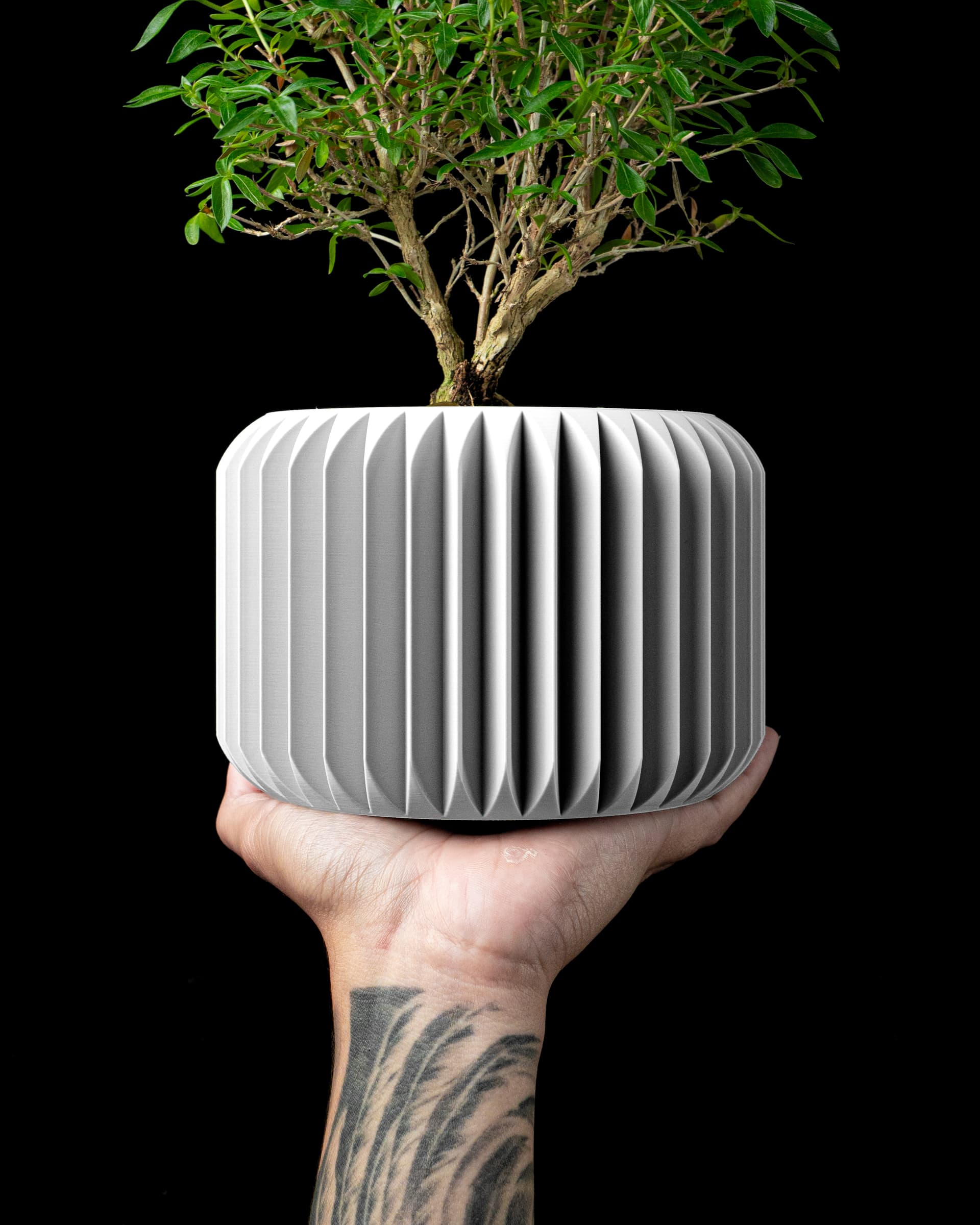 Weißer Nila Blumentopf in Hand mit Bonsai, kissenförmiger Körper mit breiten Vertikallamellen