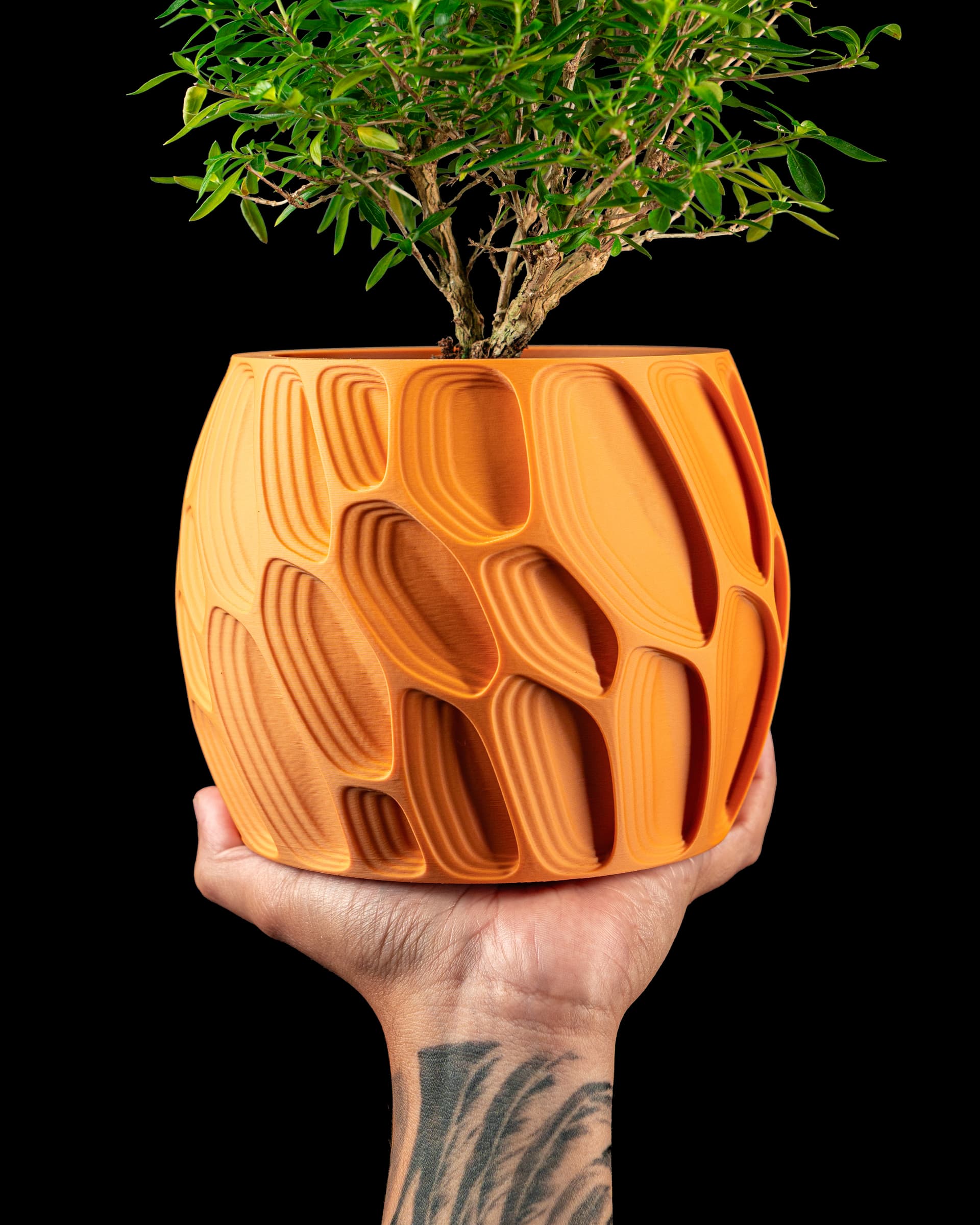 Orangefarbener Ringo Blumentopf in Hand mit Bonsai, bauchiger Körper mit organischen Jahrring-Oval-Reliefs